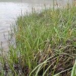 Eriophorum latifolium ശീലം