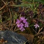 Thymus longicaulis 花