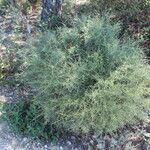 Genista boissieri Likasa