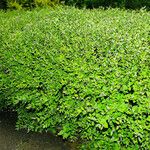 Spiraea japonica 整株植物