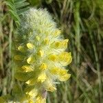 Astragalus alopecurus Blüte