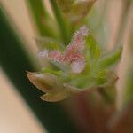 Juncus usitatus Lorea