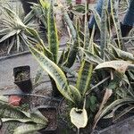 Sansevieria trifasciata পাতা