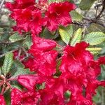 Rhododendron forrestii Cvet
