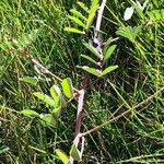 Indigofera spicata Pokrój