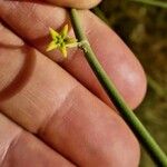 Leptadenia pyrotechnica 花