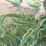 Asclepias eriocarpa Levél