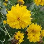 Rudbeckia laciniata Blomma