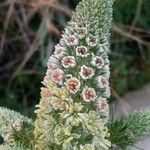 Reseda alba Flower