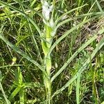 Tragopogon pratensis Plante entière