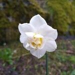 Narcissus spp. Blüte