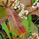 Persicaria maculosa पत्ता