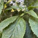 Plectranthus ecklonii Leaf