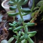 Sedum pachyphyllum Liść