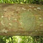 Virola michelii Corteza