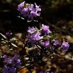 Rhododendron polycladum Fuelha