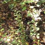 Pittosporum sessilifolium Hábito