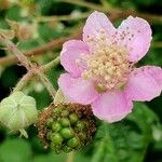Rubus armeniacus Frucht