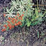 Castilleja foliolosa 花