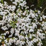 Erica lusitanica Flower