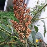 Sorghum bicolor Fruit