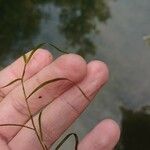 Potamogeton pusillus Leaf