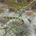 Hippocrepis ciliata Fruit