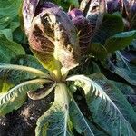 Lactuca sativa Leaf