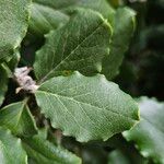 Garrya elliptica Leaf