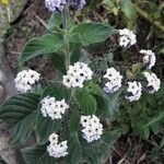 Heliotropium arborescens Blüte