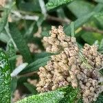 Buddleja loricata