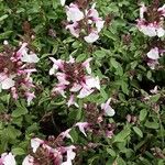 Salvia involucrata عادت داشتن