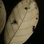Licania canescens Leaf