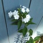 Phlox carolina Leaf