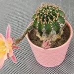 Echinopsis oxygona Flor
