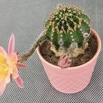 Echinopsis oxygona Квітка