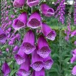 Digitalis thapsi花