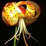 Lilium pardalinum Flower