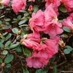 Rhododendron chamaethomsonii Blüte