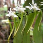 Cyrtorchis monteiroae Flower