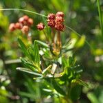 Kalmia polifolia 整株植物