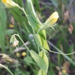 Lathyrus aphaca Flor