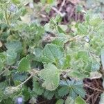 Veronica hederifolia Leaf