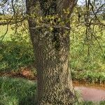 Quercus robur кора