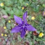 Aquilegia pyrenaica फूल
