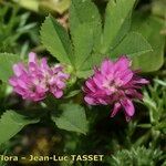 Trifolium resupinatum Flower