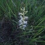 Habenaria helicoplectrum Yeri