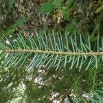 Picea brachytyla Hoja