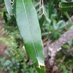 Olea lancea Leaf