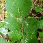 Rubus vestitus Blatt